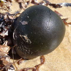 Codium pomoides