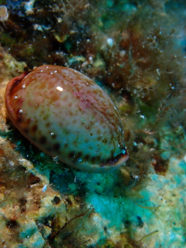 Naria spurca observed 2026-09-26