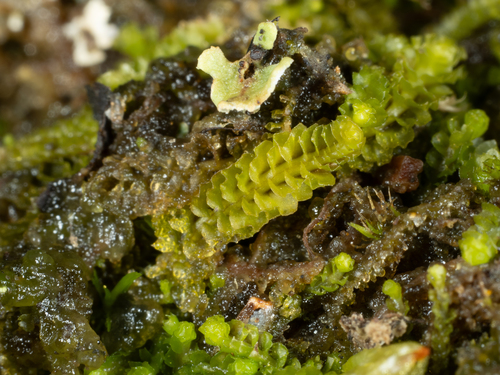 Trilophozia quinquedentata, 2026-09-12