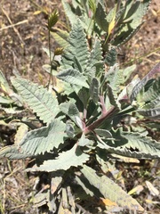 Eriodictyon traskiae traskiae