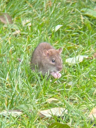 Rat photographed near here on 2026-09-29