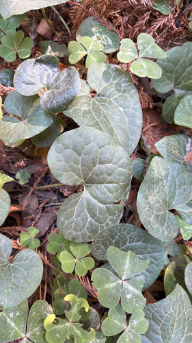Western Wild Ginger