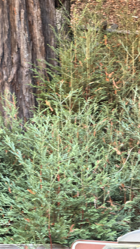 coast redwood