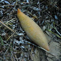 Paracaudina bacillis