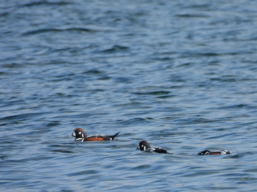 Harlequin Duck