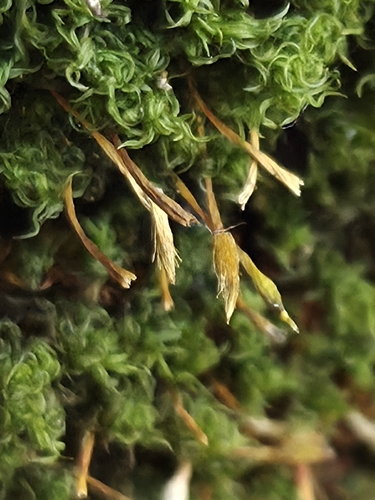 Ulota observed 2026-09-30