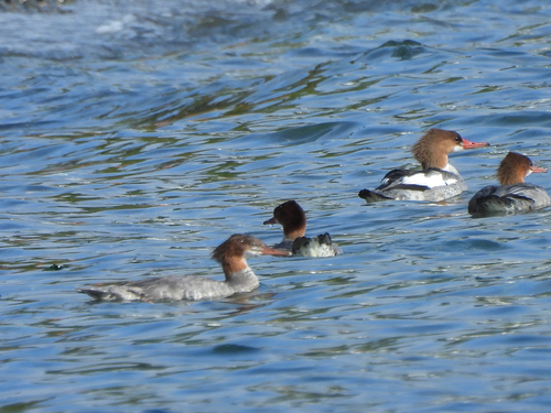 Common Merganser
