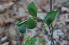 Polygonatum