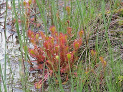 Drosera × obovata