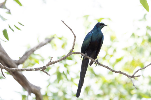 iNaturalist image