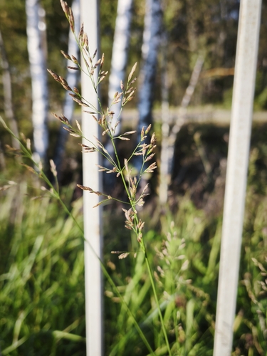 Lolium pratense observed 2026-09-30