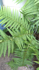 Dryopteris