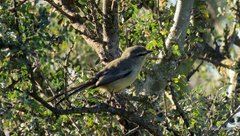 Stigmatura budytoides