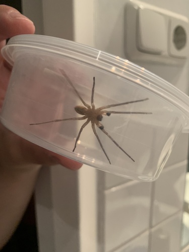 Mediterranean Spiny False Wolf Spider