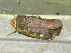 Proteuxoa hydraecioides