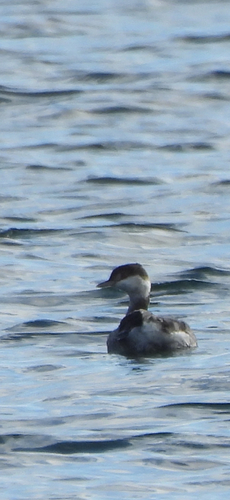 Horned Grebe