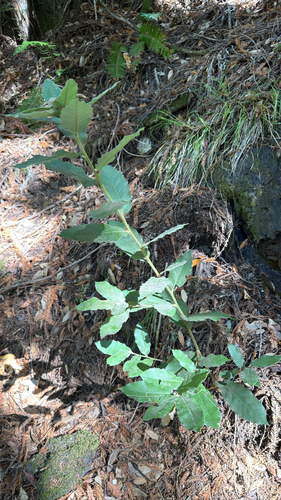 Tanoak
