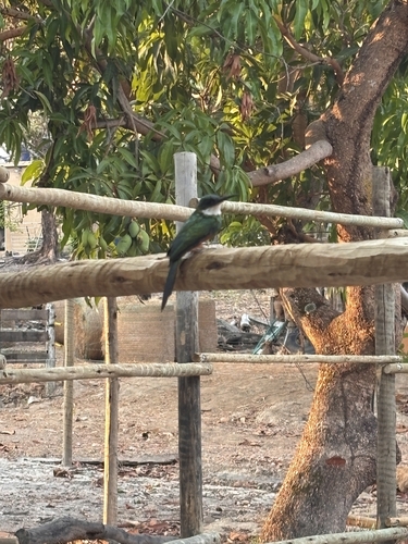 Rufous-tailed Jacamar