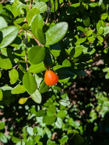 Myrcianthes fragrans, 2026-09-30
