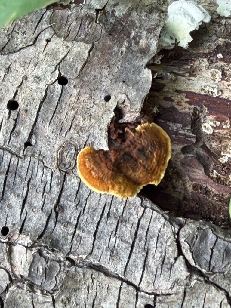 Conifer Mazegill · September 2026 · photo: Photo: (c) Julie Travaglini, some rights reserved (CC BY) · iNaturalist