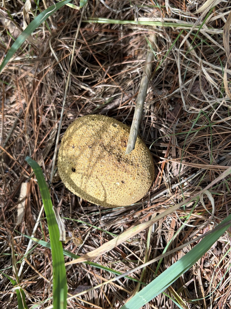 common earthball · September 2026 · photo: Photo: (c) Julie Travaglini, some rights reserved (CC BY) · iNaturalist