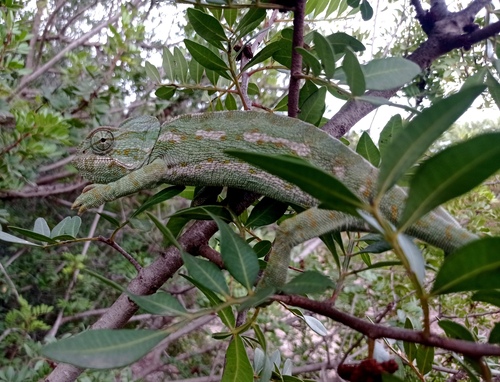 Common Chameleon