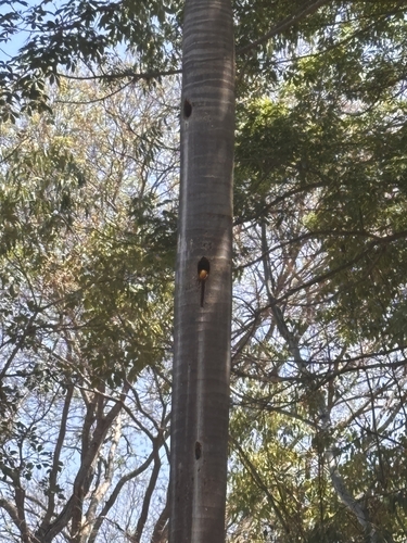Toco Toucan