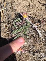 Townsendia florifera