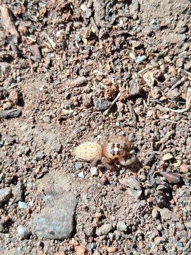 Colonus hesperus