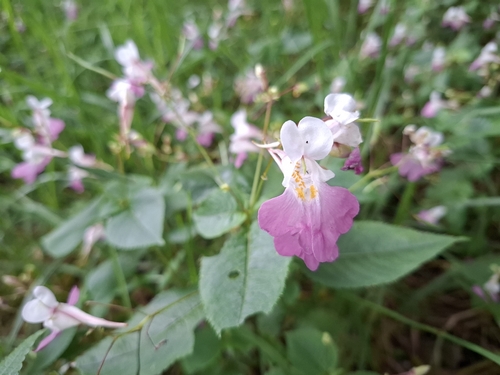 Kashmir Balsam