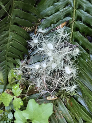 Usnea quasirigida