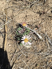 Townsendia florifera