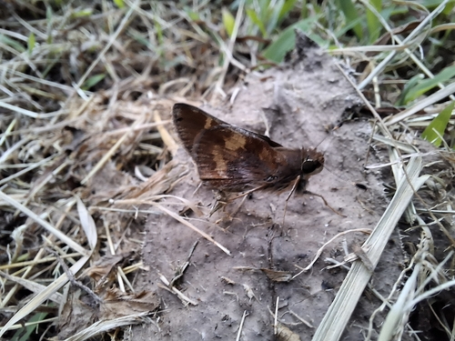 Mexican Umber Skipper