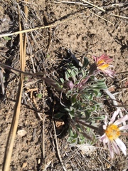 Townsendia florifera