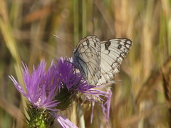 Melanargia arge