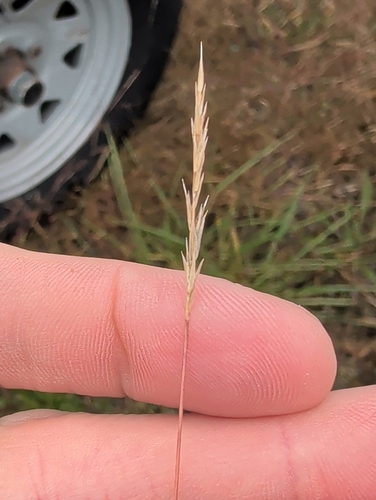 Sporobolus vaginiflorus, 2026-09-30