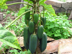 Vasconcellea × pentagona