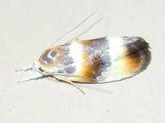 Piloprepes anassa