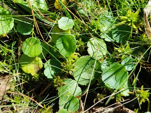 Marsh Pennywort