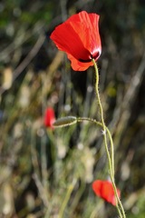 Papaver umbonatum