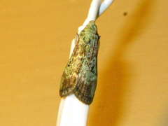 Heteromicta tripartitella