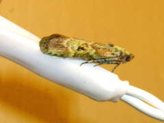 Heteromicta tripartitella