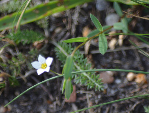 Linum catharticum observed 2026-09-29