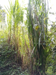 Arundo donax