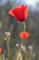 Papaver umbonatum