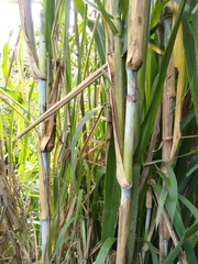 Arundo donax
