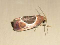 Hoplomorpha abalienella