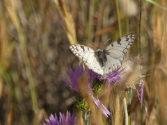 Melanargia arge