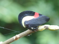 Membracis sanguineoplaga