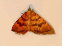 Chrysolarentia correlata